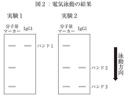 111回薬剤師国家試験問114の解説 IgG1のSDS-PAGE